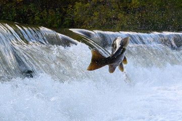 Salmon Run on the Humber River at Old Mill Park in Canada