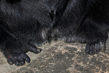 feet, toes, and toenails of black gorilla, closeup