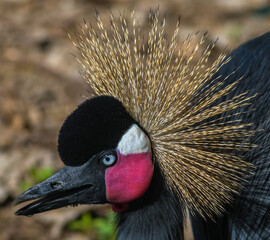 head of colorful Black Crowned Crane with beak and gold crest