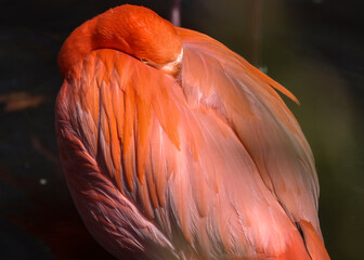 pink and orange flamingo at rest with head nestled in feathers