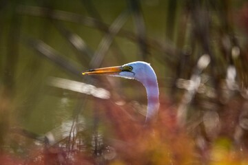 Closeup of a great egret on the hunt