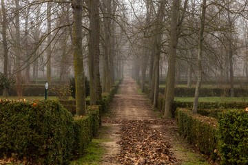 Fototapeta premium Walking path in a park, covered by leaves, surrounded by bare treetops and boxwood shrubs, in winter