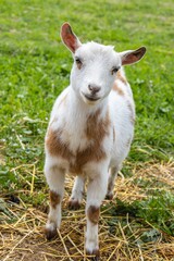 Obraz premium Vertical close-up view of a Nigerian Dwarf goat in the field