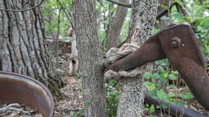 View of a tree growing around the abandoned farm equipment