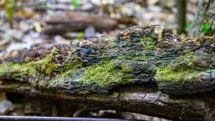 Macro shot of moss growing on the tree bark in the greenery