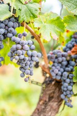 Vertical shot of fresh ripe delicious bunches of grapes hanging on a vine at a vineyard