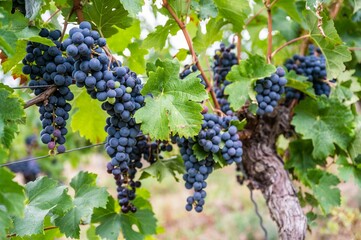 Close-up view of bunches of purple grapes hanging from the plant at the vineyard