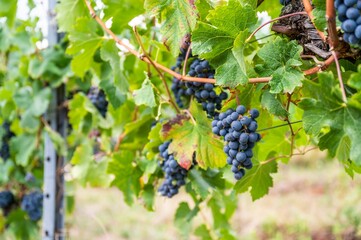 Close-up view of bunches of purple grapes hanging from the plant at the vineyard