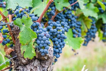 Close-up view of bunches of purple grapes hanging from the plant at the vineyard