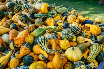 Stack of fresh colorful pumpkin and squash after harvest