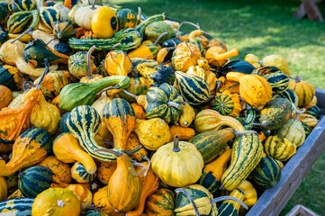 Stack of fresh colorful pumpkin and squash after harvest