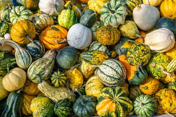 Stack of fresh colorful pumpkin and squash after harvest
