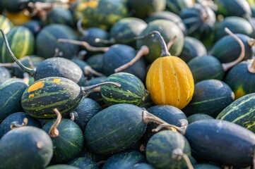 Pile of green pumpkins and a yellow one under the rays of the sun