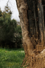 A tree trunk in the woods