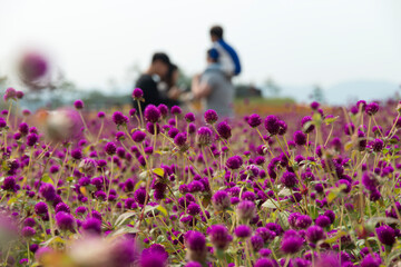 The field of globe amaranth flowers with the tourists