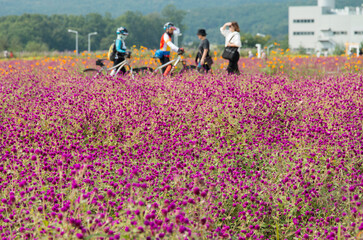 The field of globe amaranth flowers with the tourists