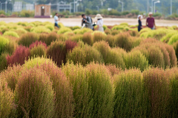The field of round plants with the tourists in autumn