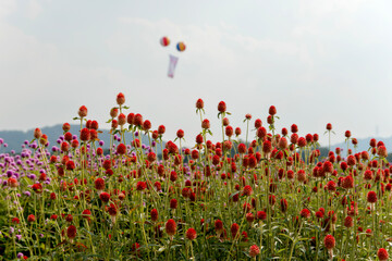 View of the globe amaranth flowers against the sky