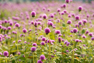 View of the globe amaranth flowers in the park