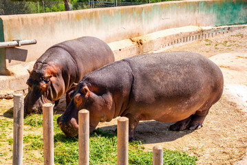 View of two beautiful hippos in a zoo on a sunny day