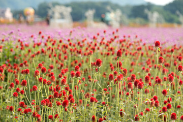View of the globe amaranth flowers in the field