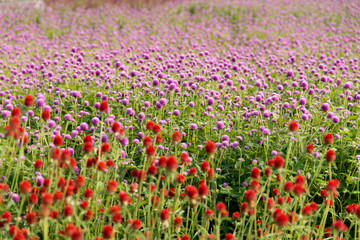 Obraz premium View of the globe amaranth flowers in the field