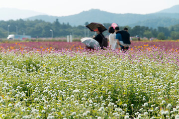 The field of globe amaranth flowers with the tourists
