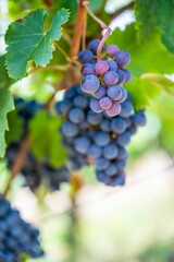 Fototapeta premium Selective focus shot of ripe grapes hanging from the vine