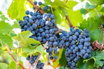 Selective focus shot of ripe grapes hanging from the vine