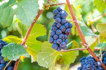 Closeup of fresh ripe delicious bunches of grapes hanging on a vine at a vineyard