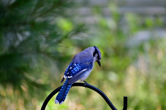 Closeup of a Blue jay perched on a metallic handrail
