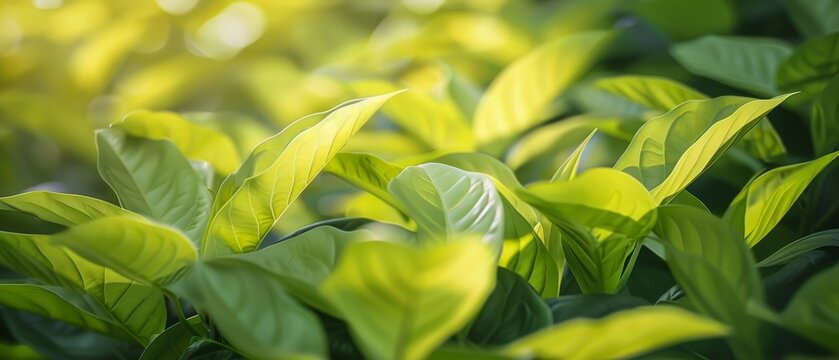 The green leaves of a garden in summer are used as the spring background for a greenery environment ecology wallpaper.
