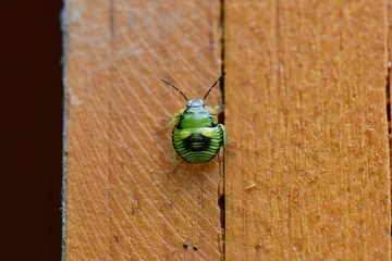 Foto op Canvas Nymph green stink bug on a wooden wall © Wirestock