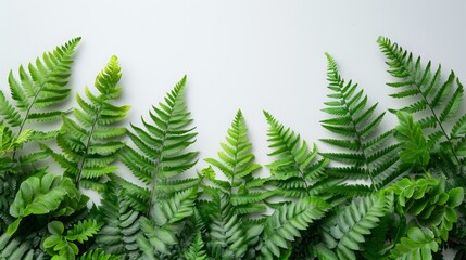 White background. Fern branches