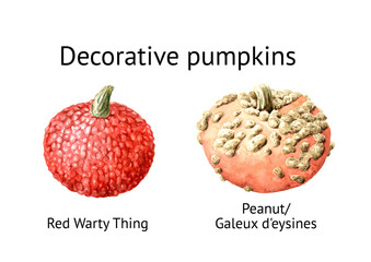 Decorative pumpkins set. Peanut, Galeux d'eysines, Red Warty Thing. Watercolor hand drawn illustration isolated on white background