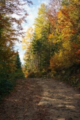 Fototapeta premium Vertical shot of a path passing through trees in a forest on a sunny day