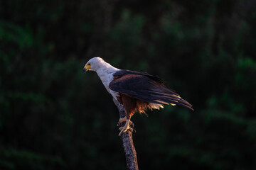 African Fish Eagle, resting on a branch in the middle of Rufiji River, Tanzania, Africa