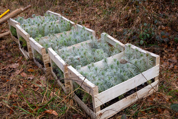 Cagette de petits pins maritime prêt à être planter dans une foret