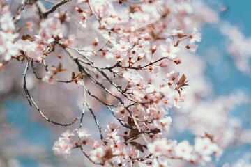 Closeup shot of a blooming sakura tree