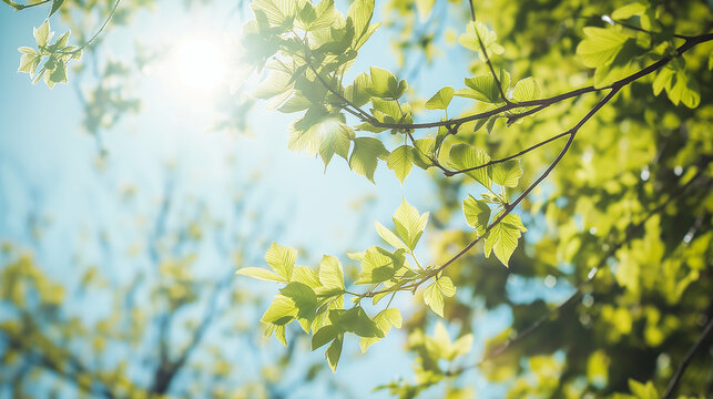 Spring concept background. Blurry green leaves of spring or summer trees isolated on sunny sky background. 