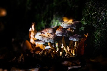 Closeup of mushroom in a forest