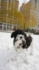 Furry black and white dog playing in the snow