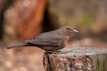Blackbird, female, close up in forest in the uk