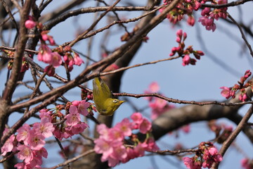 舎人公園　梅　メジロ　Toneri Park Plum blossoms