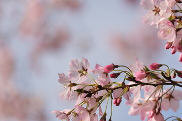 舎人公園　梅　Toneri Park Plum blossoms