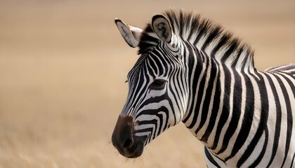 A-Zebra-With-Its-Mane-Flowing-In-The-Breeze-