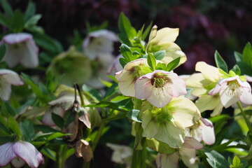 Fototapeta premium クリスマスローズ Christmas rose (Helleborus niger)