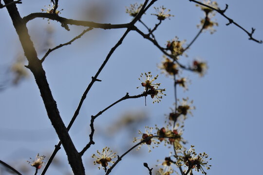 いい感じのマンサク　A nice witch hazel