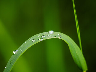 Drops of water on a grass leaf.