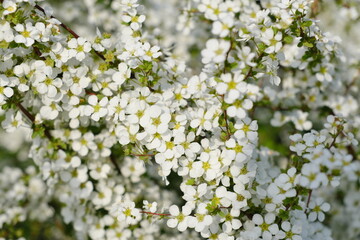 舎人公園　ユキヤナギ　Tajo Park Yukiyanagi (Salix leucopithecia)